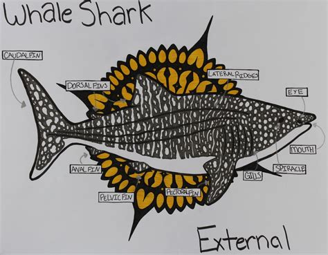 Whale Shark Anatomy Diagram