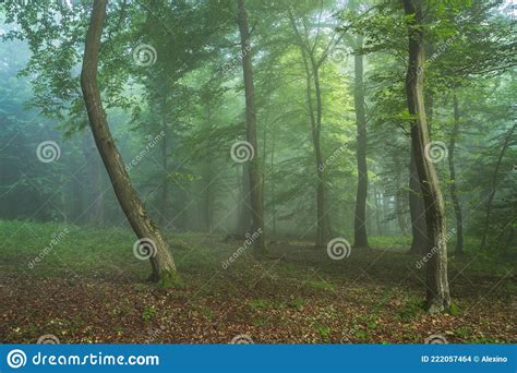 Foggy forest, at sunrise stock photo. Image of shine - 222057464