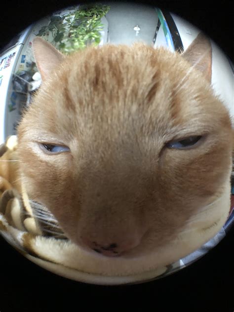 When the fisheye lens does you’re cat justice : r/funny