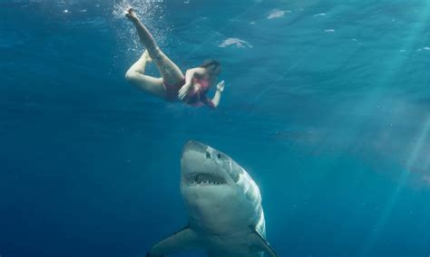 Great White Shark - A-Z Animals