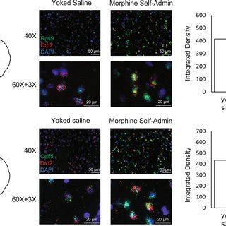 Fluorescence in situ hybridization RNAscope was used to validate the... | Download Scientific ...