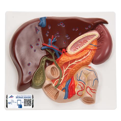 Hígado con vesícula biliar, páncreas y duodeno - 3B Smart Anatomy - 1008550 - 3B Scientific ...