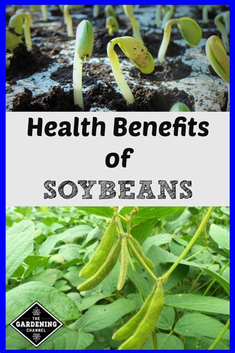 Exploring Health Benefits of Soybeans - Gardening Channel