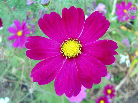 File:Dark pink cosmos flower.jpg - Wikimedia Commons