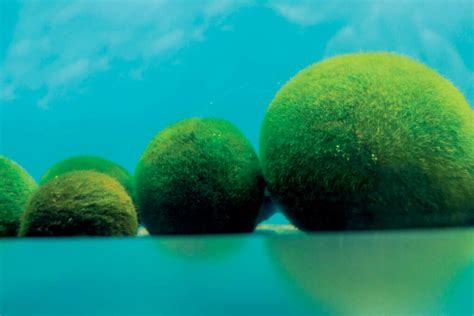 Global Warming Affects Marimo Algae - RobinAge