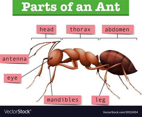 Diagram showing parts of ant. Download a Free Preview or High Quality Adobe Illustrator Ai, EPS ...