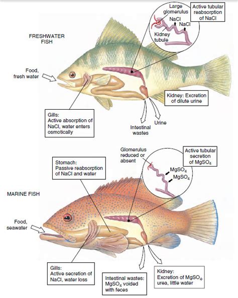 Adaptation Of A Fish In Water - Unique Fish Photo