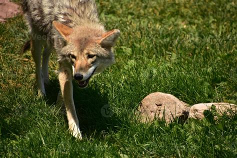 Looking into the Face of a Coyote 9551945 Stock Photo at Vecteezy