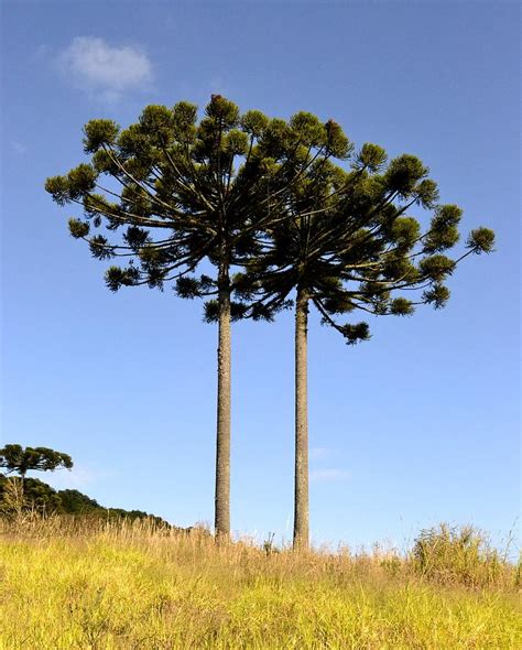 Parana Pine Trees by Radamés Manosso