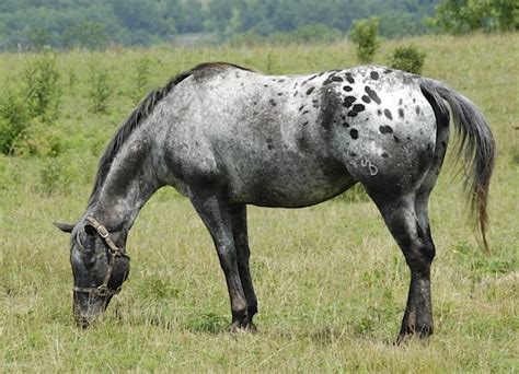 Appaloosa color pattern? | The Horse Forum