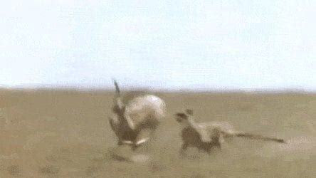 🔥 Gazelle successfully fends off cheetah : r/NatureIsFuckingLit