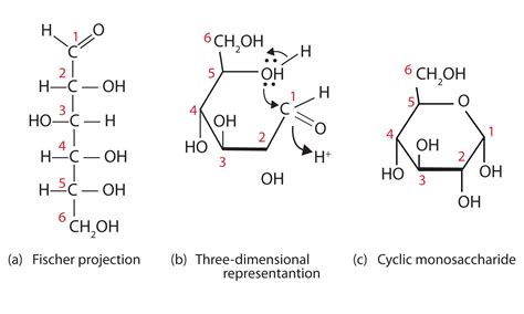 Alpha And Beta Glucose Ring Structure