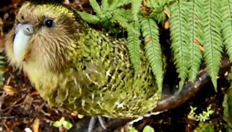 Why a bumper kākāpō breeding season could be a problem | Newshub