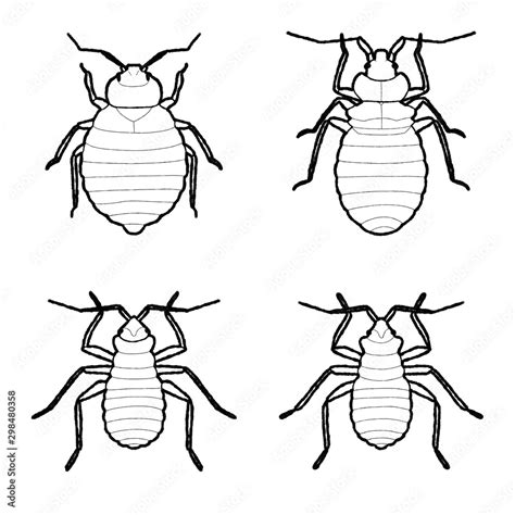 Bed Bug Animal Vector Illustration Hand Drawn Cartoon Art Stock Vector ...