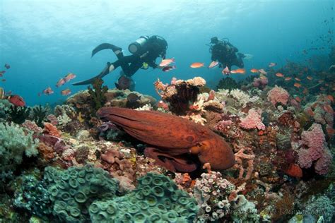 #8 Dive with diverse marine life in Anilao, Batangas - Best diving in ...