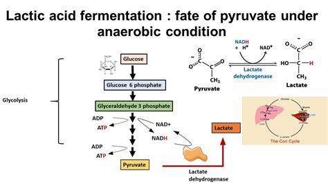 Lactic Acid Fermentation Diagram