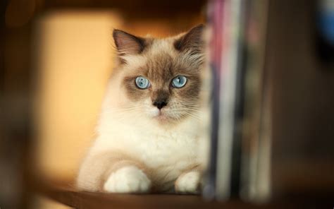 🔥 [74+] Siamese Cat Wallpapers | WallpaperSafari