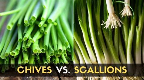 Chives Vs. Scallions