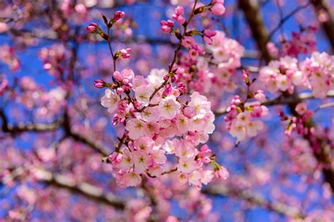 Cherry Blossom Festival 2024 Japantown - Joane Ekaterina