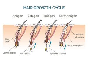 Hair Growth and the Hair Growth Cycle in Toronto, ON