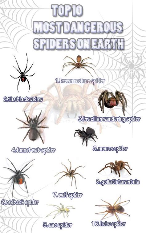 Informations about top 10 most dangerous spiders on earth. http://www.spiderbitesymptomsguide ...