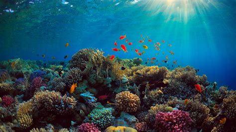 Sea, corals, fish, underwater 750x1334 iPhone 8/7/6/6S wallpaper, background, picture, image