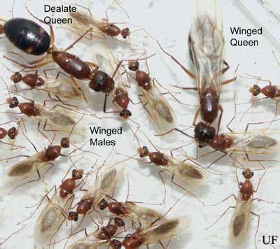 Flying Ants vs. Termites: what's the difference? - Massey Services, Inc.