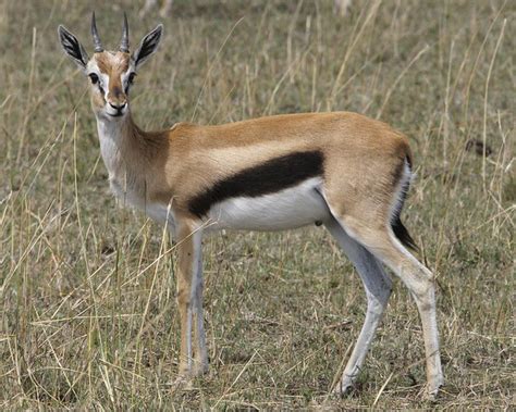 Thomson's gazelle (Eudorcas thomsoni) | Thomson's gazelle Eu… | Flickr