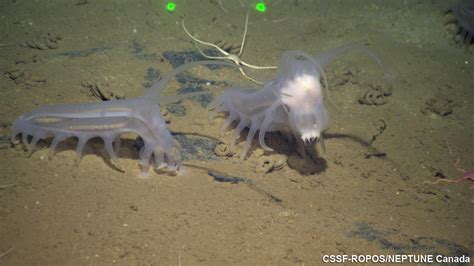 Sea Pigs | A species of sea cucumber (Scotoplanes sp.), also… | Flickr