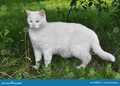 White Angora Cat Stock Photography | CartoonDealer.com #14204000