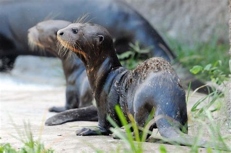 baby Giant River Otter | Baby animals, Giant river otter, Otters