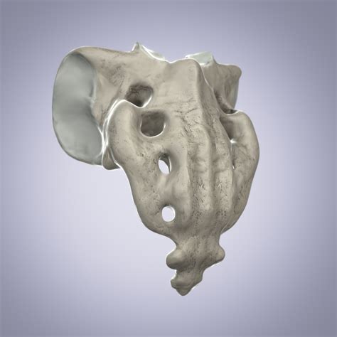 3d sacrum bone model