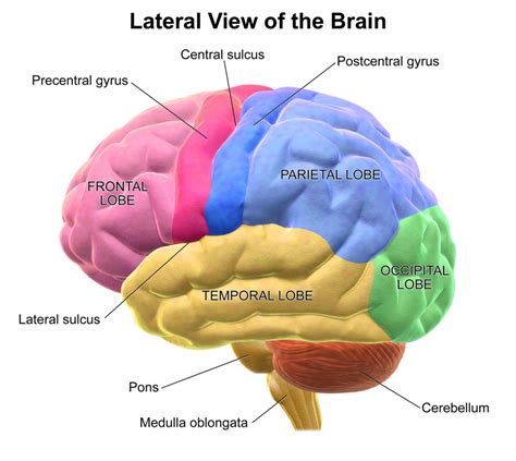 Lob some Lobes in the Ultimate Brain Battle!