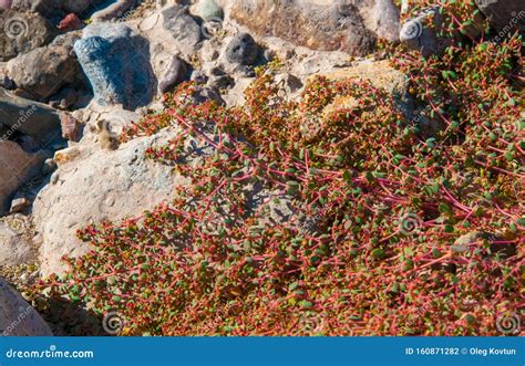 Stone Desert, Flowering Plants Xerophytes, Desert Landscape of a Dried Up River Bed in Texas ...