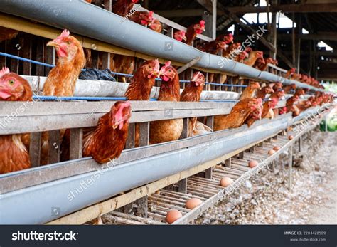 Chicken Poultry Farm Egg Production Farming Stock Photo 2204428509 | Shutterstock