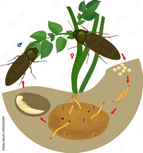 Life cycle of Click beetle (wireworm). Sequence of stages of ...