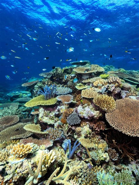 No silver bullet for the Great Barrier Reef - Mar 2019 - JCU Australia