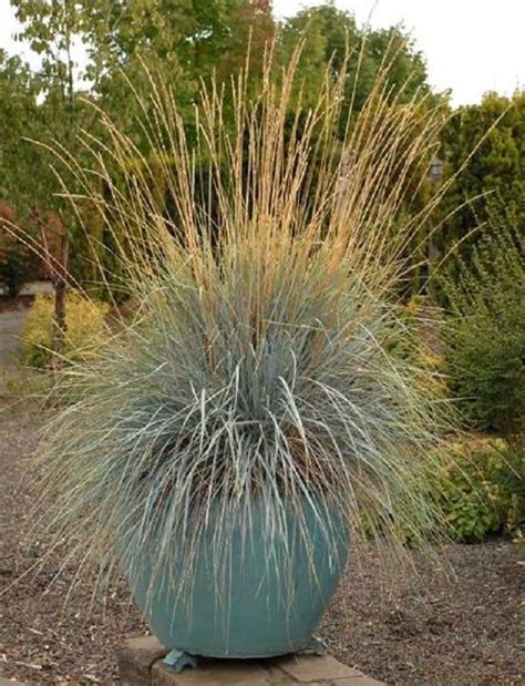 22 Best Ornamental Grasses for Containers + How to Grow them | Ornamental grasses, Patio plants ...