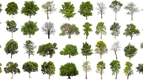 LiveEO | How do we identify Tree Species with Satellite Imagery?