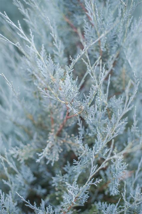 JUNIPER MOONGLOW For Sale in Boulder Colorado