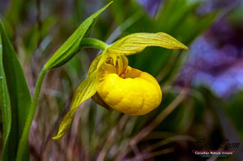 Canadian Nature Visions | Ram's Head Orchid, Yellow Lady's-Slipper Orchid and More