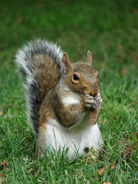 File:Gray squirrel (Sciurus carolinensis) in Boston Public Garden ...