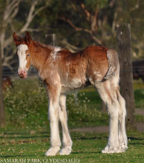 Belvadere ️ | Clydesdale horses, Horses, Big horses