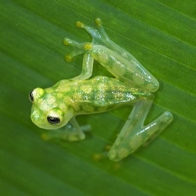 Reticulated Glass Frog - Our Animals - Henry Vilas Zoo - DEV