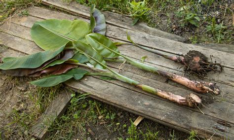 How To Grow Bananas No Matter Where You Live