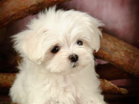 Lovely Little White Fluffy Puppy wallpaper 39-1600x1200 Download | 10wallpaper.com