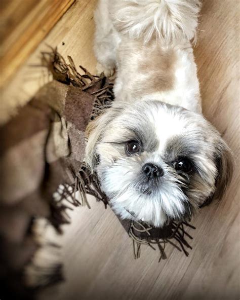 15 Facts About Raising and Training Shih Tzu Dogs - PetTime