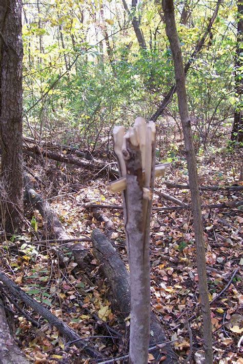 Bushcraft Plus: Making a Fishing Spear