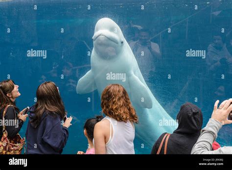 Beluga whale interacting with visitors at the Mystic Aquarium & Institute for Exploration Stock ...