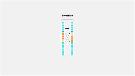 Chromosomal Mutations Translocation